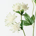 Astrantia Spray White 73cm Pack of 12