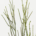 Twig Coral Spray Green 76cm Pack of 12
