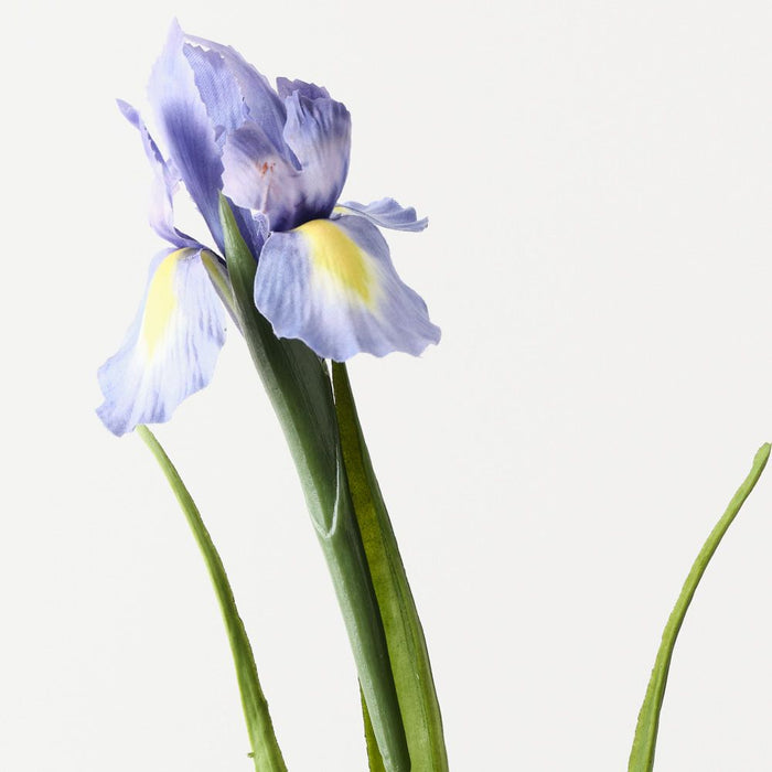 Iris Dutch Lavender Blue 67cm Pack of 12
