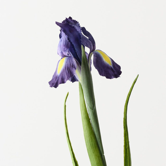 Iris Dutch Purple 67cm Pack of 12