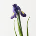 Iris Dutch Purple 67cm Pack of 12