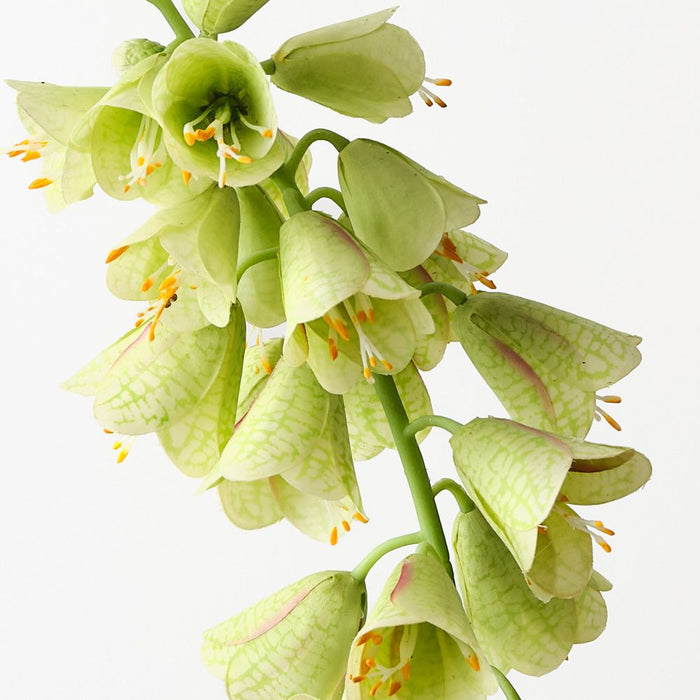 Fritillaria Green 78cm Pack of 6