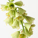 Fritillaria Green 78cm Pack of 6