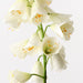 Fritillaria White 78cm Pack of 6