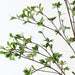 Enkianthus Leaf Spray Green 97cm Pack of 2
