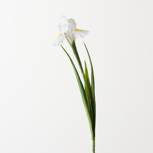 Iris Dutch 67cm White - Pack of 12