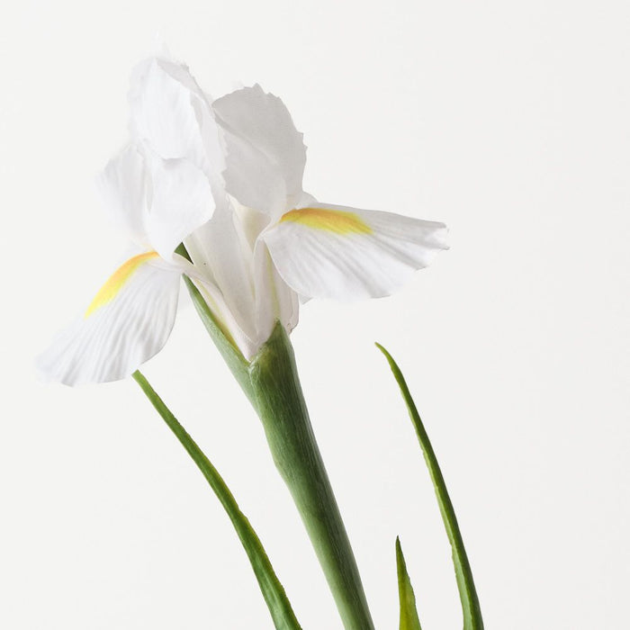 Iris Dutch 67cm White - Pack of 12