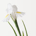 Iris Dutch 67cm White - Pack of 12