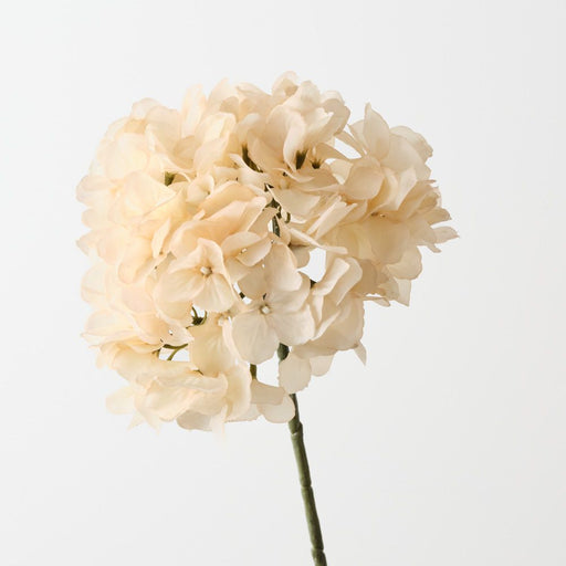 Hydrangea w/o Leaf 46cm Cream - Pack of 12