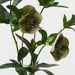 Hellebore Spray Green 74cm Pack of 12