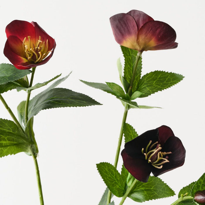 Hellebore Spray Wine 74cm Pack of 12
