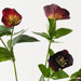 Hellebore Spray Wine 74cm Pack of 12