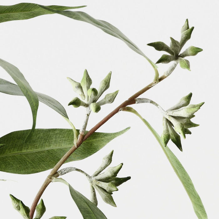 Eucalyptus Seed Spray Grey Green 75cm Pack of 12