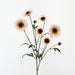 Artificial Daisy Spray 73cm Ivory - Pack of 12 - FLORA DESIGNS