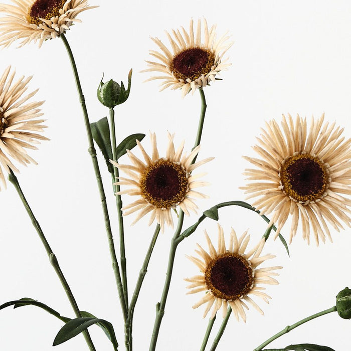 Artificial Daisy Spray 73cm Ivory - Pack of 12 - FLORA DESIGNS
