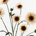 Artificial Daisy Spray 73cm Ivory - Pack of 12 - FLORA DESIGNS