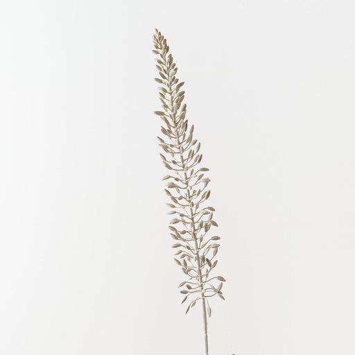 Lily Foxtail 105cm Sand Wash - Pack of 12