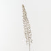 Lily Foxtail 105cm Sand Wash - Pack of 12