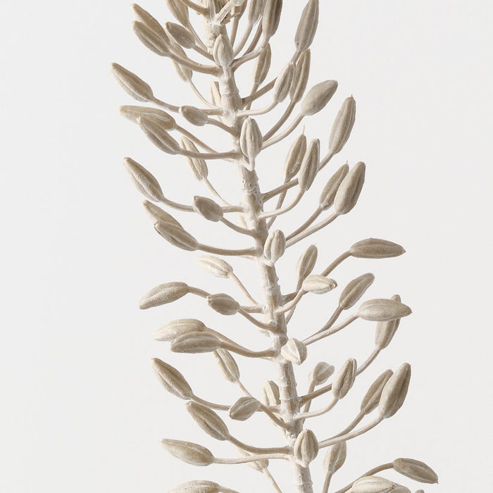 Lily Foxtail 105cm Sand Wash - Pack of 12