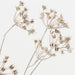 Wild Chervil Spray 76cm Sand Wash - Pack of 12