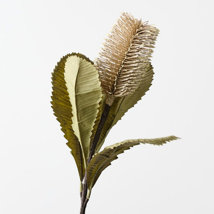 Banksia Robur 74cm Ivory - Pack of 12