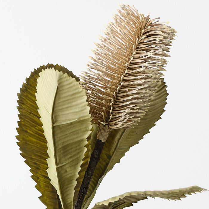 Banksia Robur 74cm Ivory - Pack of 12