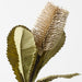 Banksia Robur 74cm Ivory - Pack of 12