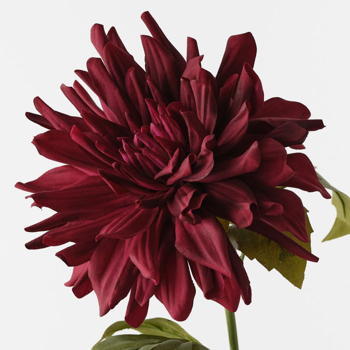 Dahlia Black Plum 60cm Pack of 12