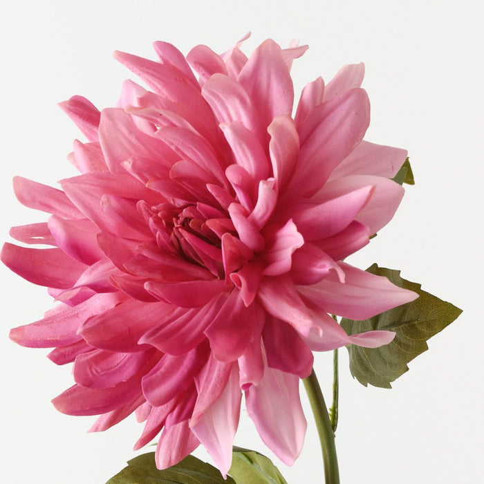 Dahlia Fuschia 60cm Pack of 12