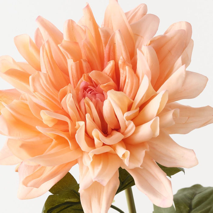 Dahlia Peach 60cm Pack of 12