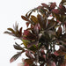Schefflera Bush Burgundy Green 43cm Pack of 6