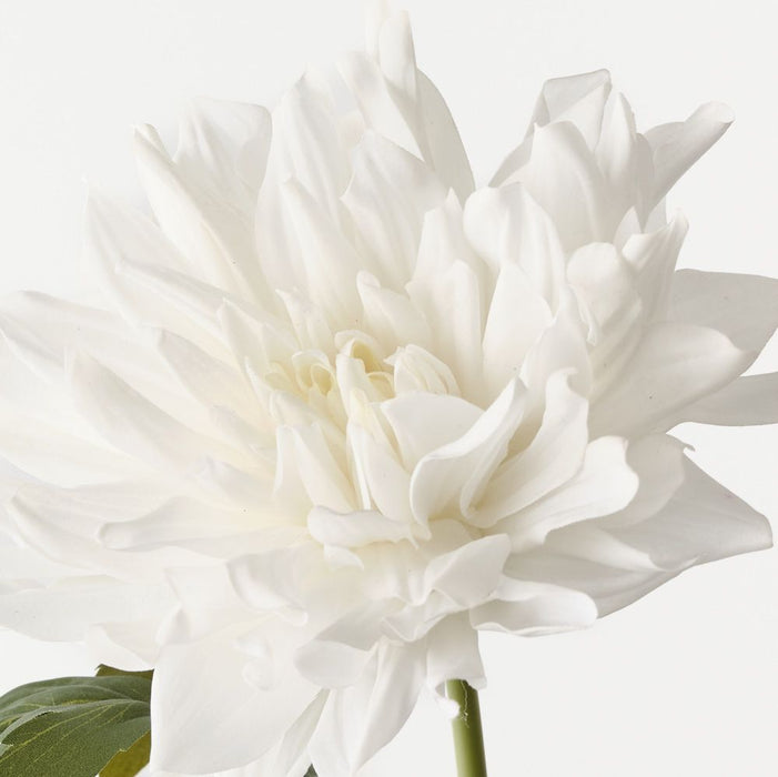 Dahlia White 60cm Pack of 12