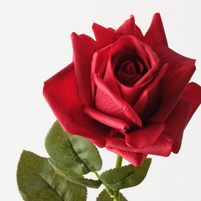 Rose Bettina Red 68cm Pack of 12