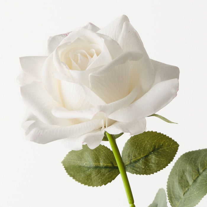 Rose Bettina Winter White 68cm Pack of 12