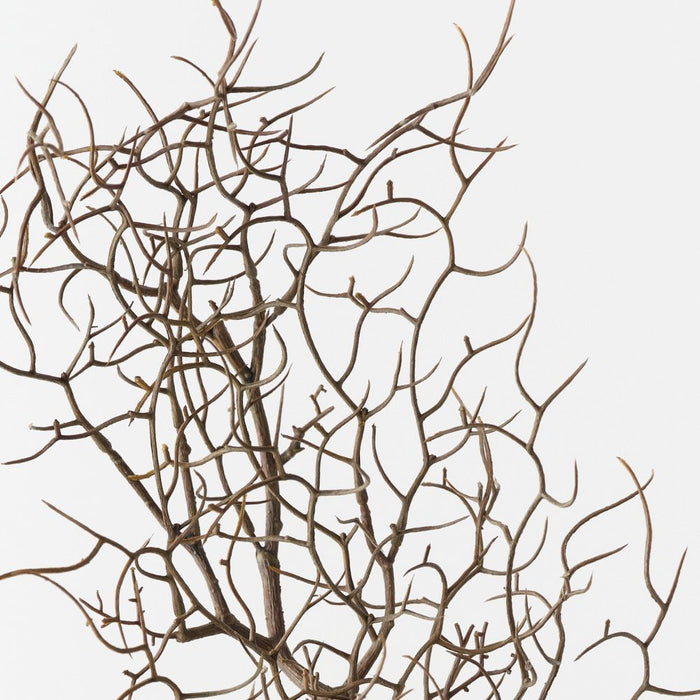 Twig Curly Spray Natural 83cm Pack of 12