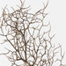 Twig Curly Spray Natural 83cm Pack of 12
