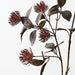 Protea Leucospermum Spray Burgundy 101cm Pack of 12