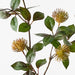 Protea Leucospermum Spray Rust 101cm Pack of 12