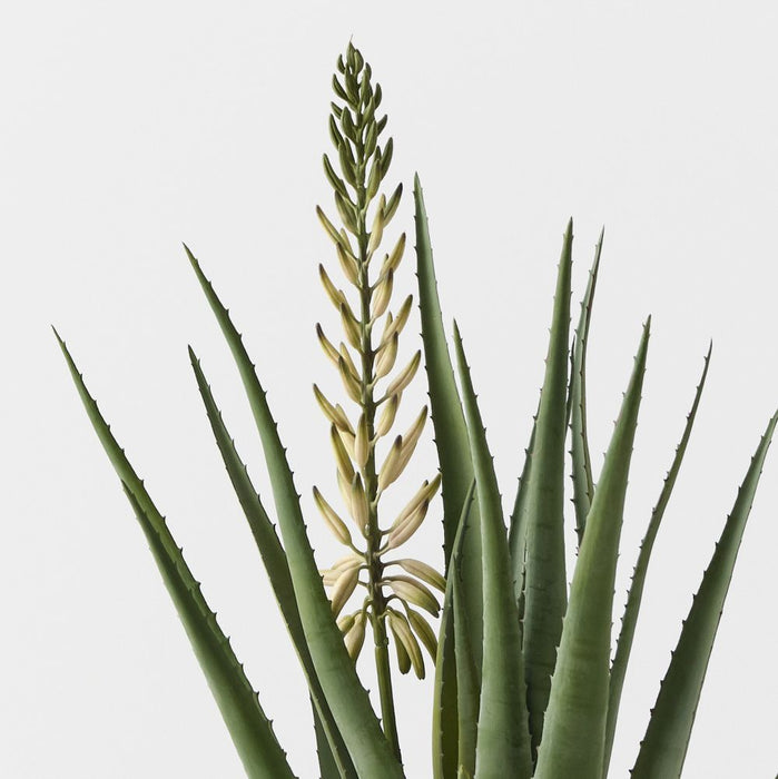 Agave Flowering Plant White Green 81cm