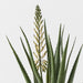 Agave Flowering Plant White Green 81cm