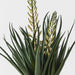 Agave Flowering Plant White Green 76cm