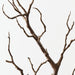 Twig Coral Branch Brown 66cm Pack of 12