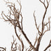 Twig Coral Branch Brown 92cm Pack of 6