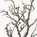 Twig Coral Branch Grey White 90cm Pack of 6