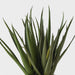 Aloe Vera Plant Green 53cm