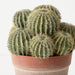 Cactus Barrel Plant Green 23cm