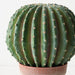 Cactus Barrel Plant Green 33cm
