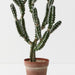 Cactus Peruvian Plant Green 106cm