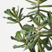 Senecio Plant Green 30cm