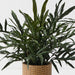 Fern Snake Leaf Plant Green 56cm
